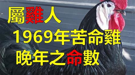 1969年屬雞|屬雞：1969年的一生